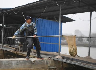 长江十年禁渔，我们的餐桌会受影响吗？