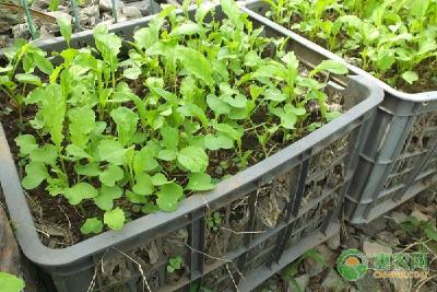 塑料筐可以种菜吗?如何使用?