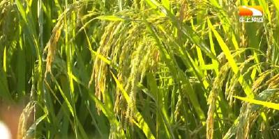 全国样板！襄阳襄州建成10万亩稻麦绿色高质高效示范区