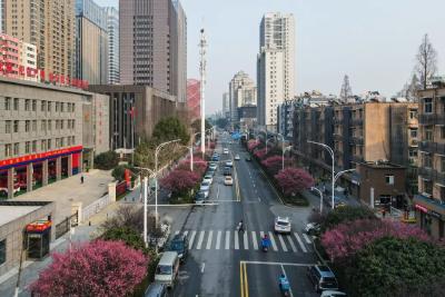 武汉这条街进入盛花期，美得让人直呼“太惊艳”