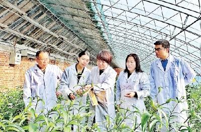百合种球国产化实现新突破