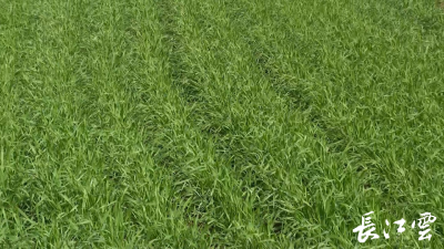 明天起气温骤降 湖北发布小麦田管提示