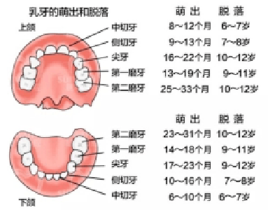 儿童换牙期的几个认知误区，家长都知道吗？