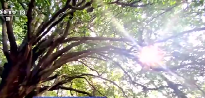 花粉过敏，竟然不是因为花