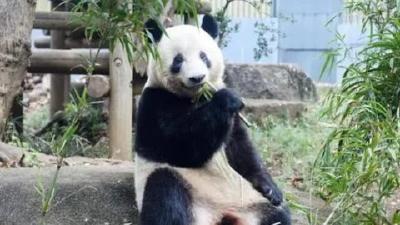 旅日大熊猫“香香”已飞抵成都