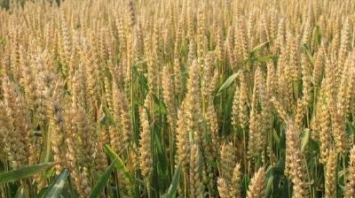 小麦春季除草打这些除草剂
