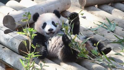 旅日大熊猫“香香”离开上野动物园 今日启程返回中国