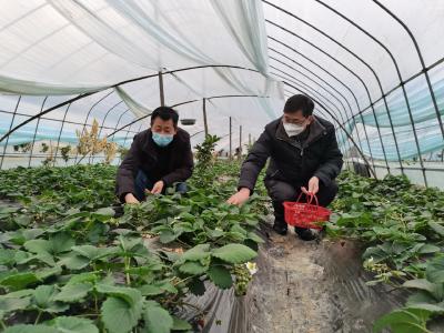 长江云——通山：大棚冬日暖 草莓富农家