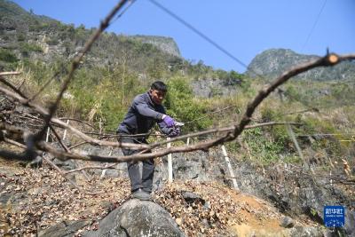在大山种地的“85后”黄启林