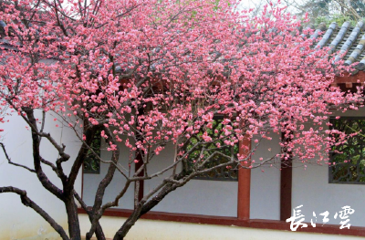 武汉东湖花事正好，一起去赏那粉红色的花海吧！