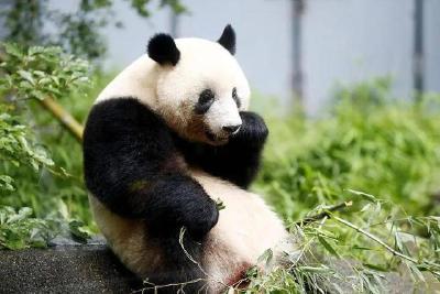 旅日大熊猫“香香”要回国了！日本游客排长队告别