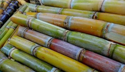 紧急提醒：发霉甘蔗不要吃！不要吃！