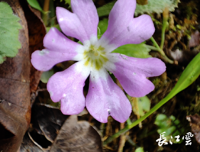 变异报春花现身湖北三峡大老岭