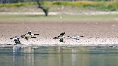 2023年越冬水鸟调查结果出炉 数量再创历史新高 86种逾百万只水鸟在湖北“过寒假”