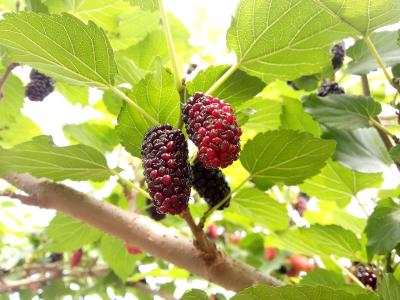 惊蛰调养身体、抵御疾病，记住三喝三捂三动！