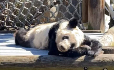 专家建议丫丫回国初期尽量减少游客打扰