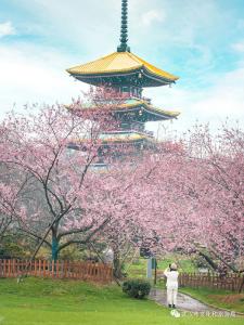 ​官宣！武汉东湖樱花园3月3日开园  