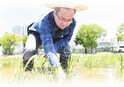 为国家粮食增产30亿斤！《人民日报》点赞湖北省农科院水稻创新团队