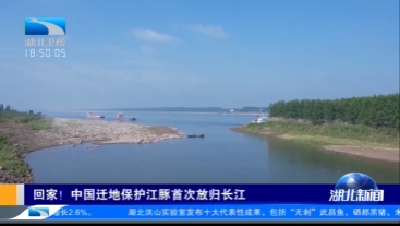 回家！中国迁地保护江豚首次放归长江