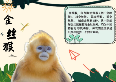 请查收！您有一沓来自神农架深处的明信片