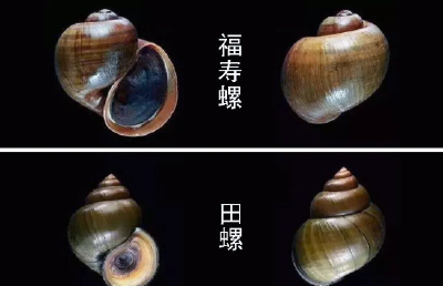 “五一”期间别吃这种食物，太毒了！全是寄生虫，会伤脑！