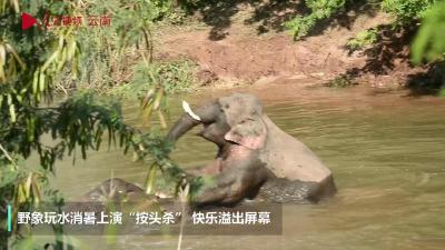 快乐溢出屏幕！野象玩水消暑上演“按头杀”