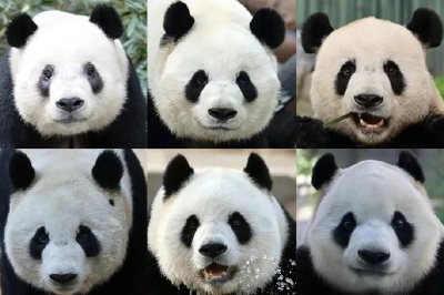 丫丫回家，北京动物园大熊猫“全家福”更新！