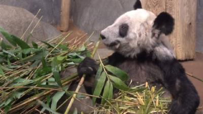 我们对大熊猫的关爱，到底该如何界定？