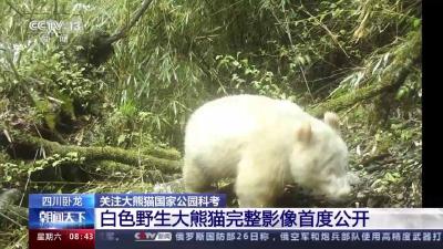 国宝卸妆什么样？罕见白色野生大熊猫影像首公开
