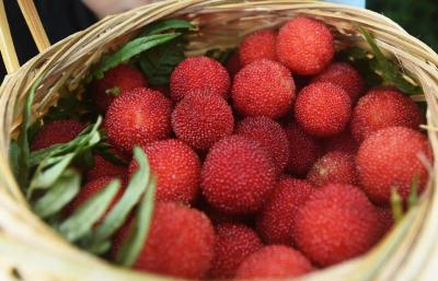 “狂炫”杨梅？这类人食用要注意
