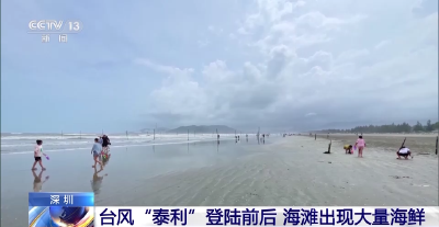 台风“泰利”登陆前后 海滩出现大量海鲜