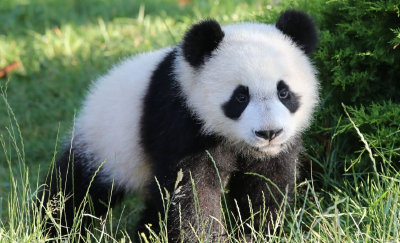 明天，旅法大熊猫“圆梦”回国！