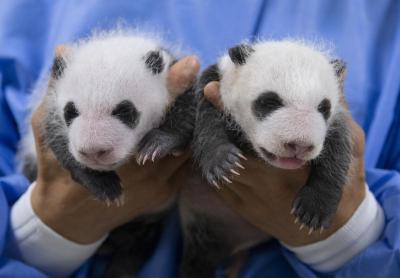 太可爱了！在韩大熊猫双胞胎满月照曝光