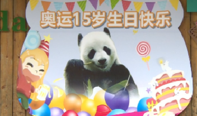 15岁！神农架大熊猫“奥运”今天喜提“冰蛋糕” 