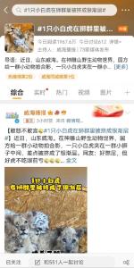 萌化了！威海一只小白虎在狮群里被挤成“银渐层”