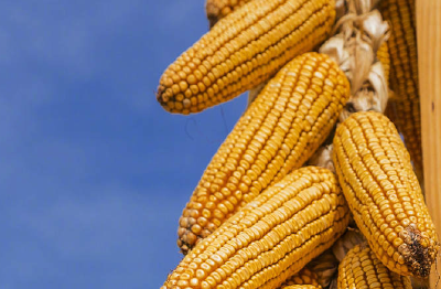 今天，世界粮食日：珍惜每一粒劳动而来的粮食