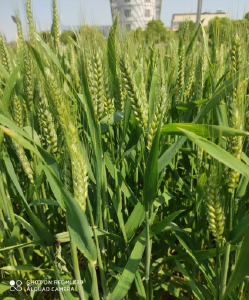 小麦高产群体质量栽培技术