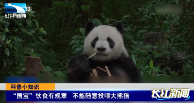 “国宝”饮食有规章 不能随意投喂大熊猫