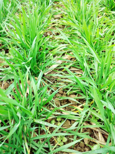 简述务必掌握小麦的生育特性