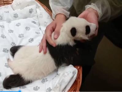 俄罗斯莫斯科动物园熊猫幼崽于6日睁眼