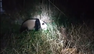 野生大熊猫偶遇村民，发现被“偷拍”后慢悠悠走掉