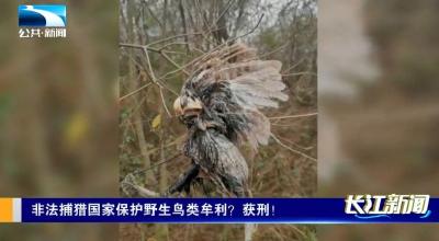 非法捕猎国家保护野生鸟类牟利？获刑！