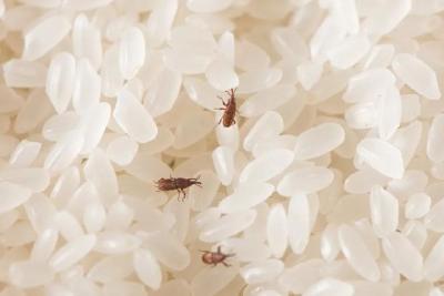 湖北一学校用霉变生虫大米做学生餐!警惕致命霉菌！