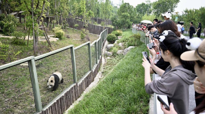 向动物活动场内投掷苹果 两人被终身禁入成都熊猫基地