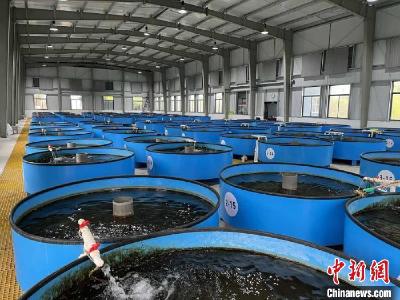 全人工繁殖中华鲟如何适应自然环境？