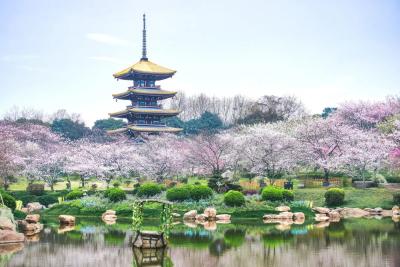 3月7日开园，武汉东湖樱花季来了！快收下这份赏花攻略