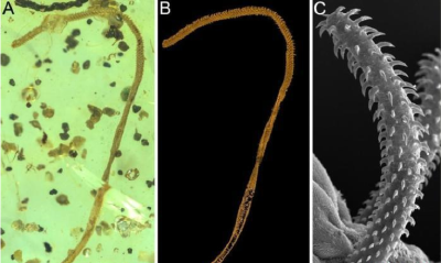 中外科学家发现全球首个绦虫身体化石