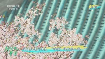 27分钟！央视《春暖花开的中国》聚焦春日湖北