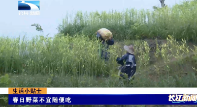 生活小贴士｜春日野菜不宜随便吃