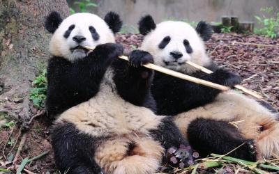 大熊猫“金喜”“茱萸”将于4月29日启程前往西班牙